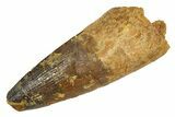 Fossil Spinosaurus Tooth - Real Dinosaur Tooth #344576-1